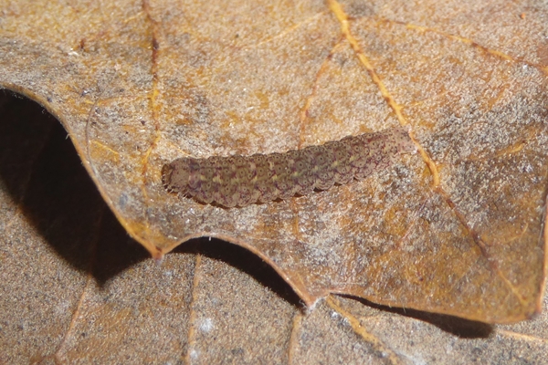 Herminia flavicrinalis, Erebidae